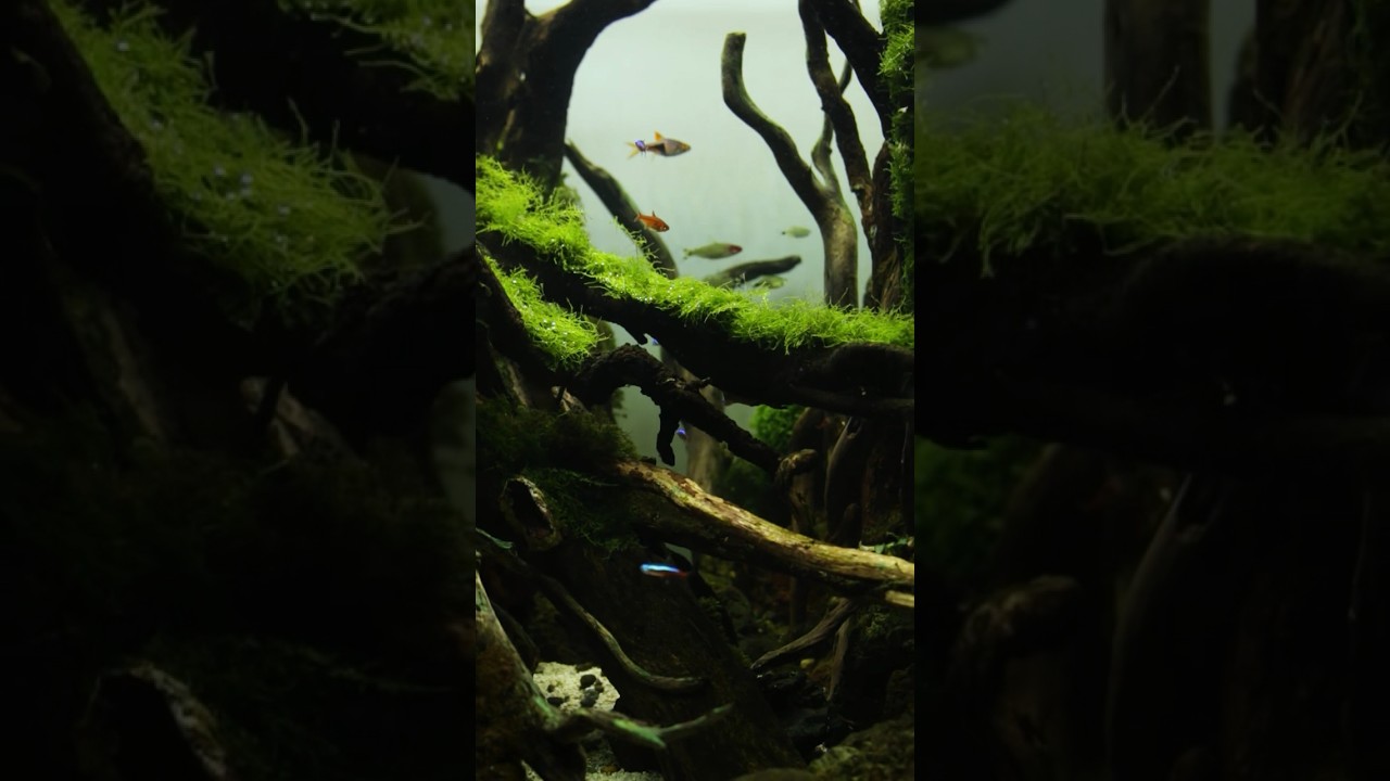 Perpaduan Ranting santigi dan moss terlihat natural 🥹