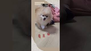 설날 간식 먹는다고 바쁜 댕댕이 #shorts
