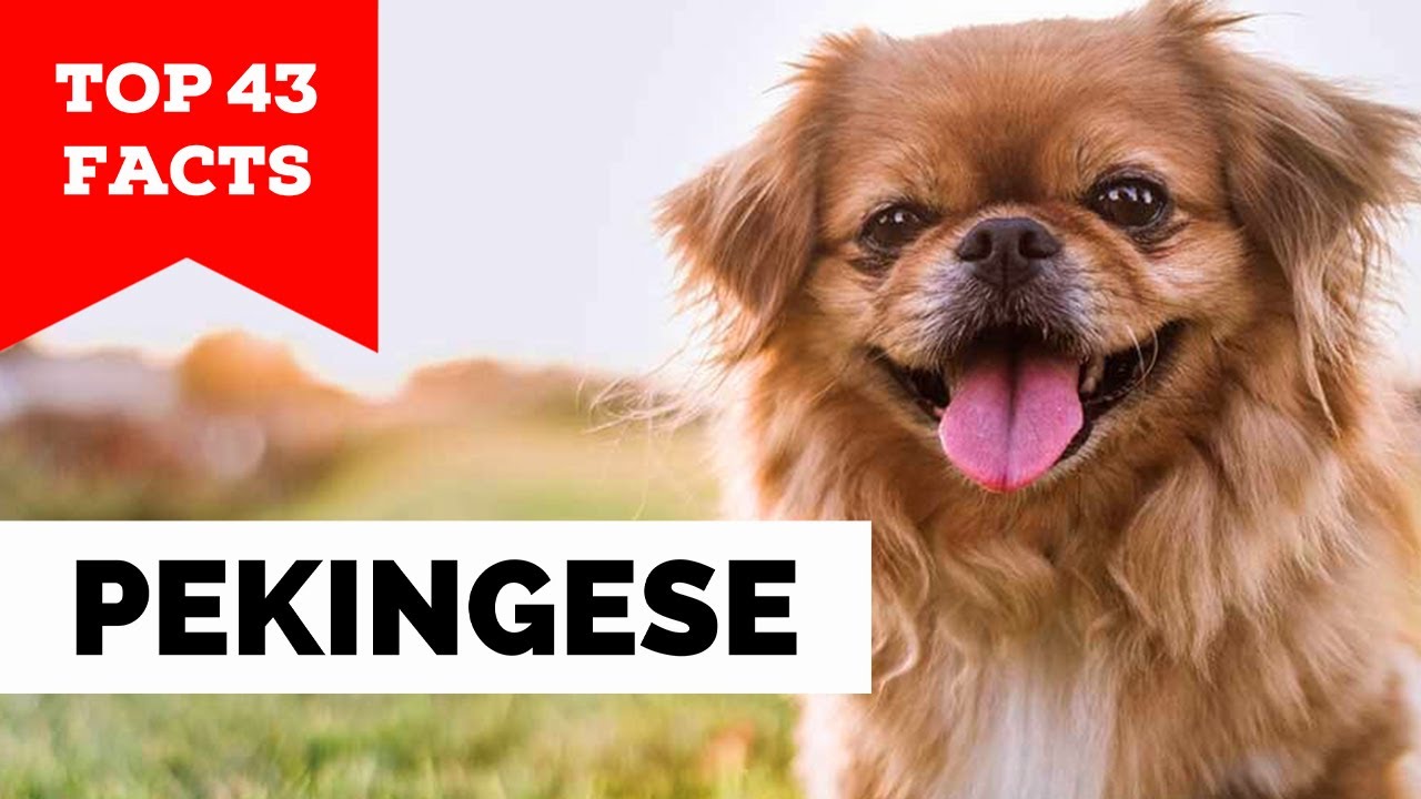 99% of Pekingese Owners Don't Know This