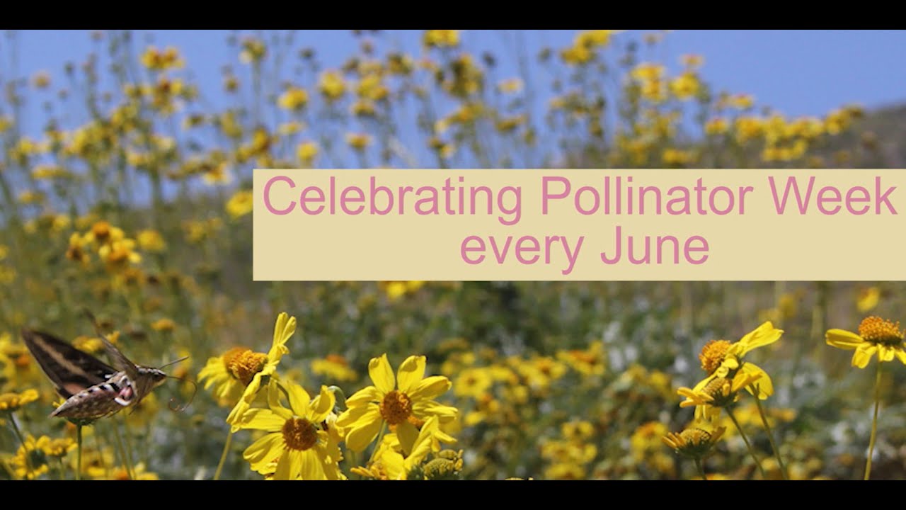 Pollinator Week Video Celebrating Pollinator Week - YouTube
