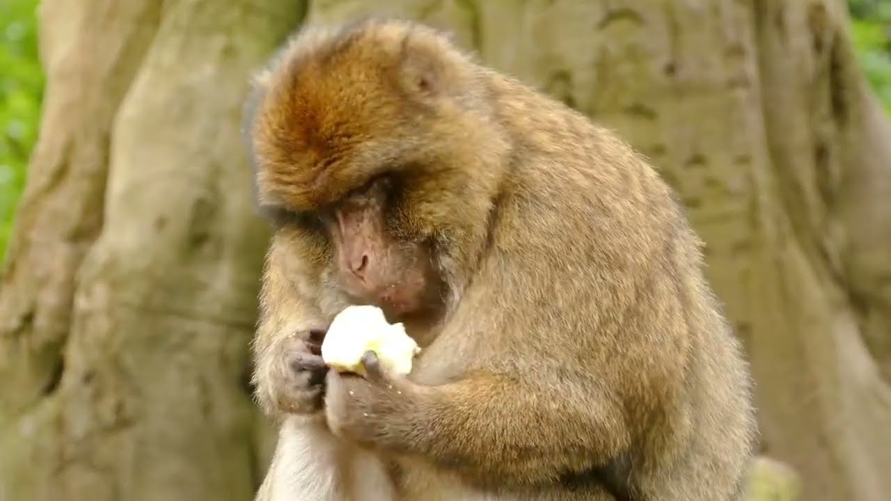 Real Monkey Videos for Kids, Babies, Toddlers Learning: Monkeys, Baby Monkeys, Swinging & Jungle Fun