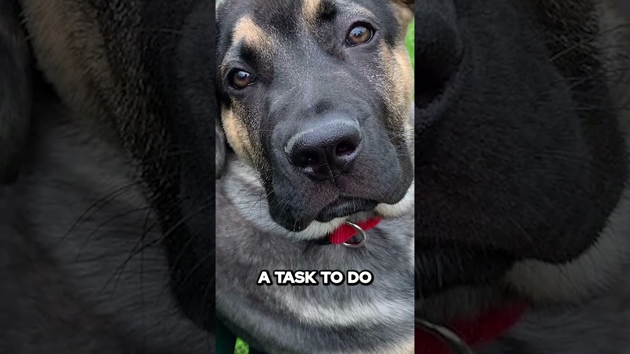 Unleash the Intelligence: German Corso - The Ultimate Loyal Guardian