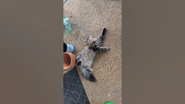 Watch the video about Mochi rolls around in any dirt he can find | Siberian cat