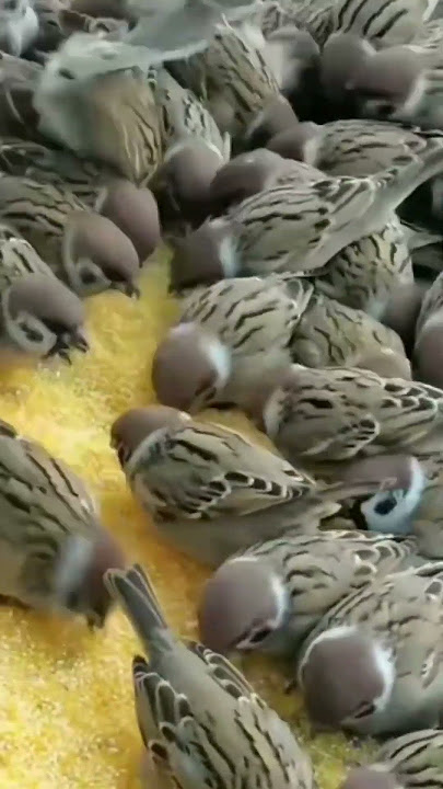 #gauraiya#chidiya#ki#awaaz#sparrow#calling#sound#collection#viral#short#video#