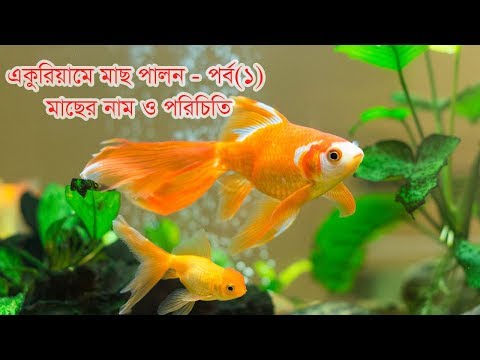 ভিডিও: বাজরিগাররা কত বছর বাড়িতে থাকে?