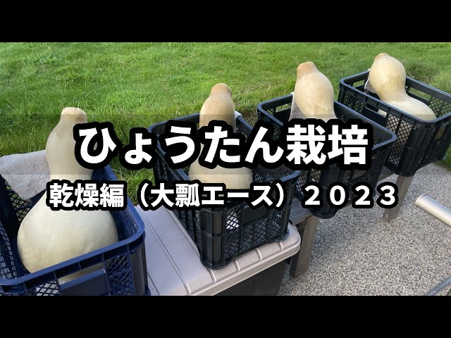 ひょうたん栽培】乾燥編（大瓢エース）2023⑪ - YouTube
