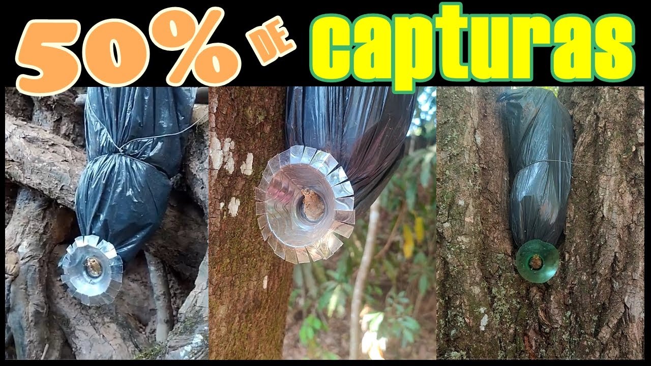 50% de Capturas - Bom ou Não? - Isca para MIRINS.