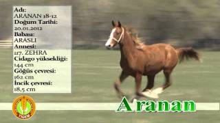 Aranan Arasli - 117.Zehra