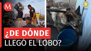 Sedema niega que el lobo capturado en San Juan de Aragón sea del zoológico