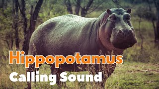 Hippopotamus/Hippo Calling Sound by Nature Voice Channel 55 views 1 month ago 15 minutes