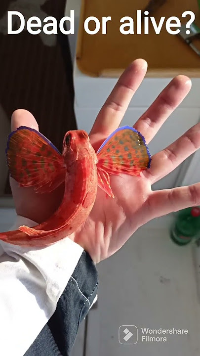 Baby Piper Gurnard Rescued #flyingfish#seabeauty#catchandrelease#oceanbeauty#deadoralive#adriaticsea