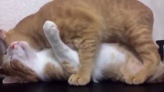 my cats make love so cute