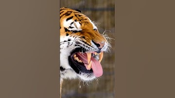 Thumbnail of The Royal Bengal Tiger - Close up footage of its mouth open and sharp teeth. Most dangerous  animal
