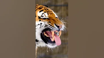 The Royal Bengal Tiger Close Up Footage Of Its Mouth Open And Sharp Teeth Most Dangerous Animal 