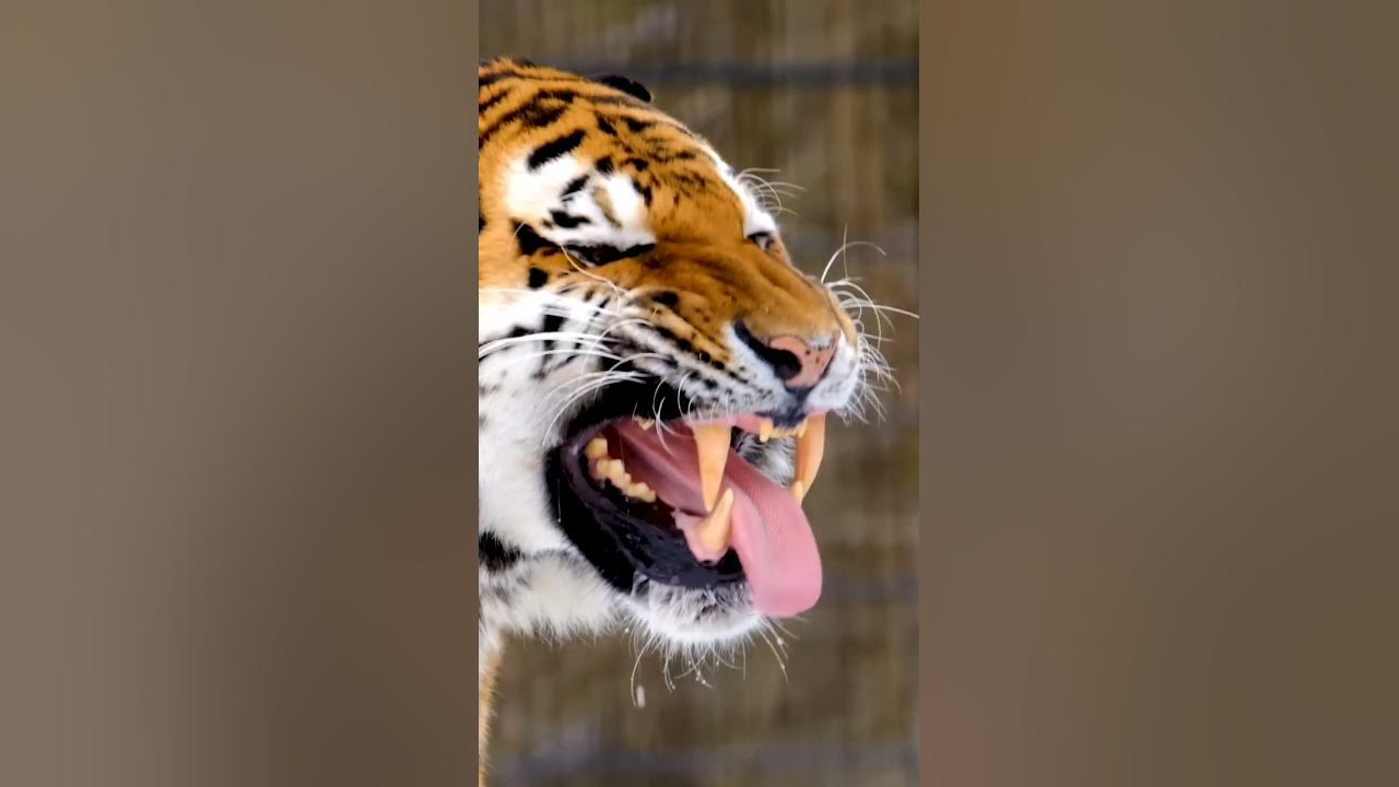 The Royal Bengal Tiger - Close up footage of its mouth open and sharp teeth. Most dangerous  animal
