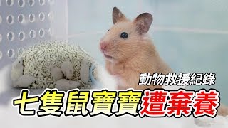 七隻鼠寶寶遭棄養 動物救援全紀錄 【維鼠日記】#39