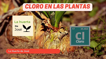 ¿A las plantas les gusta el detergente?