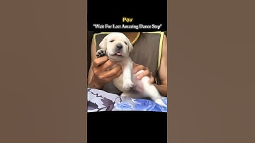 Thumak Thumak 🥰 || Jutti Meri || So Cute Dog Dance || WhatsApp (Lyrics) Status ||