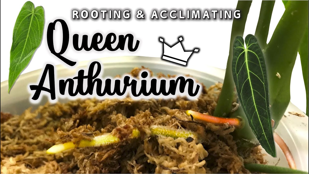 Rooting & Acclimating Queen Anthurium | Anthurium Waroqueanum Care Tips!
