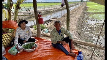 Lương Cá rô phi nấu canh chua Trải nghiệm cắm câu ngủ lại một đêm ở trên đồng