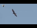 Golden eagle soaring on a thermal