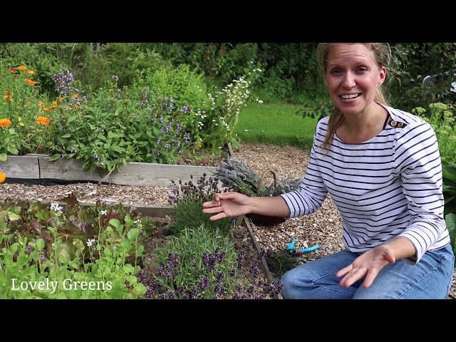 Lavender Pruning, Propagating & Growing Guide for beginners - Garden Ninja:  Lee Burkhill Garden Design