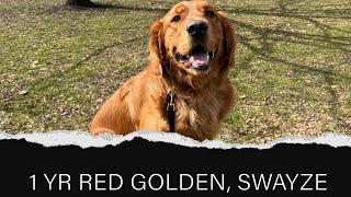 SWAYZE | 1 YEAR OLD RED GOLDEN RETRIEVER | FREEDOM TRAINING by Off Leash K9 Training Columbus 36 views 1 month ago 4 minutes, 28 seconds