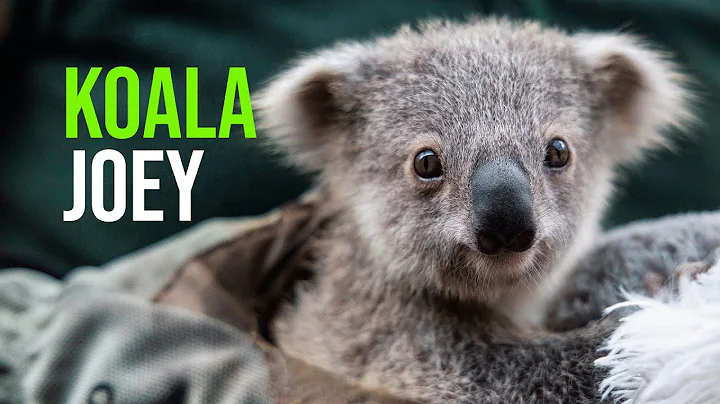 A Koality Announcement!