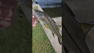 Beautiful Snook in the Canals of Cape Coral Florida! Sub ‎@HazeeeFishing for more fishing content!