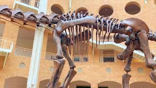 Argentinosaurus, Giganotosaurus, Anhanguera, and Pterodaustro In The Atrium Of The Fernbank Museum
