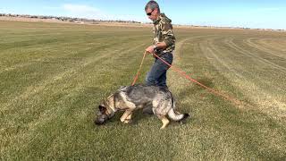 Chisu vom Drachenwolf IGP 3 , FH 1. BEAUTIFUL Tracking