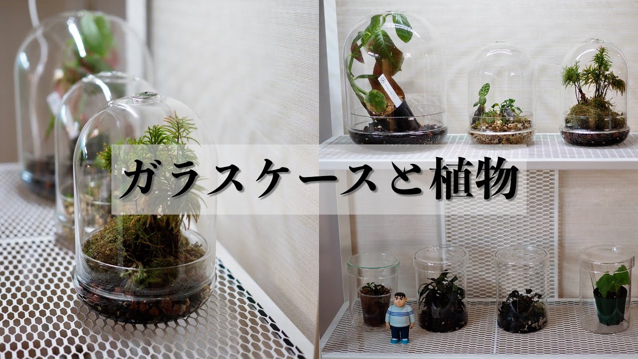 Houseplants & Aquatic Plants] Introducing a Terrarium Shelf