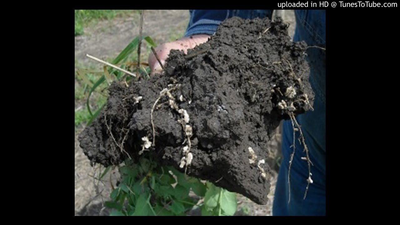 Podcast The Relevance Of Soil Biology In Assessing Fertility And Soil 