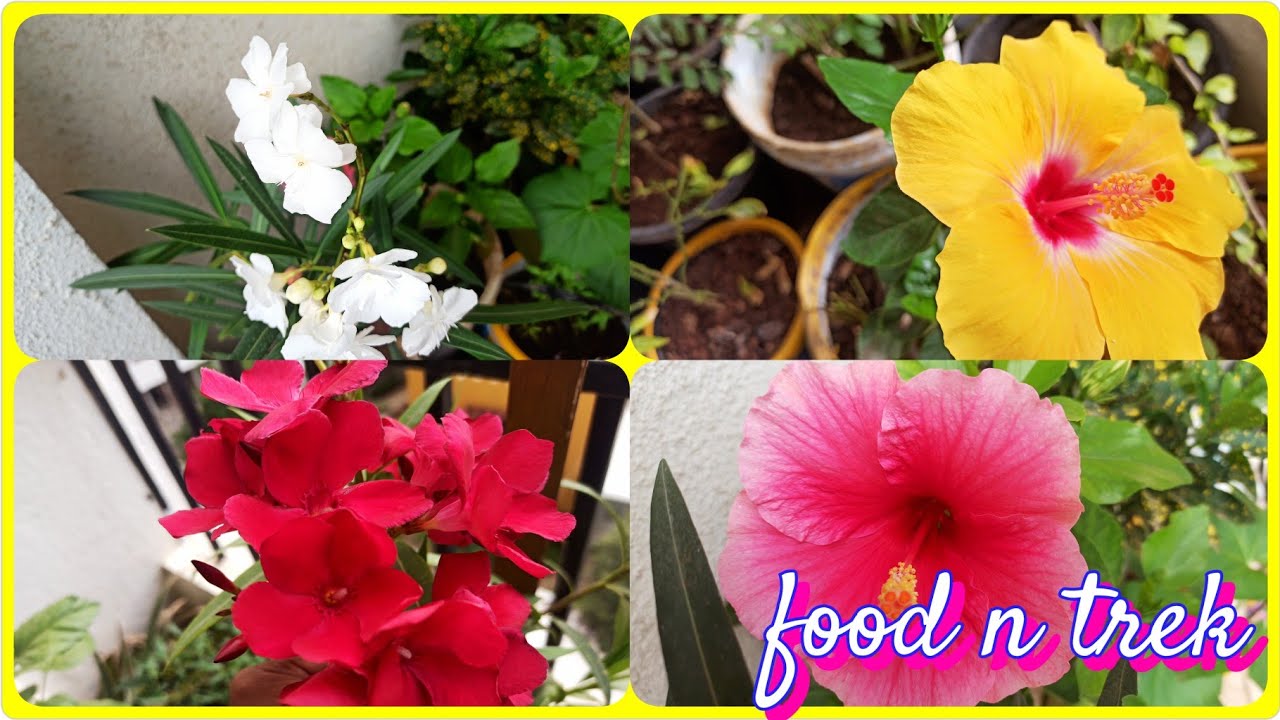 आज मैने अपने बगीचे से क्या तोड़ा🤔|| food n trek