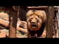 Dead Lion Walking: Canned Hunting in South Africa