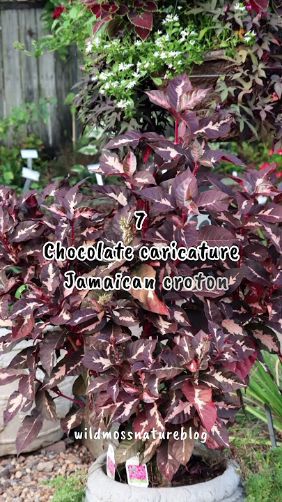 Best croton plants for home / Croton plant varieties #houseplants #short #shortvideo #plants