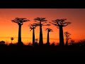 AMAZING MADAGASCAR: Amazing Planet (4K) 2022