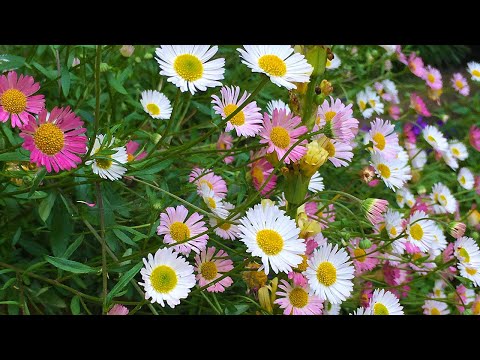 Wideo: Fleabane Daisy Growing - Dowiedz się, jak dbać o polne kwiaty Fleabane