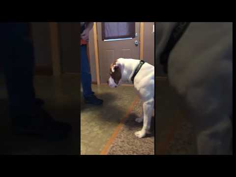 Sarge the pit bull learns impulse control