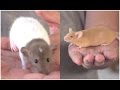 RATAS - Las diferencias entre rata y ratón. ¿Las conoces?