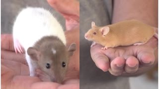 RATS: Differences between rats and mice. Did you know them?