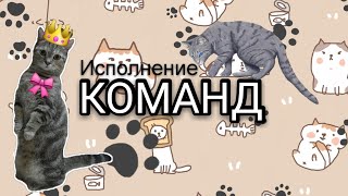 ОБУЧЕНИЕ КОМАНДАМ/ Как научить кошку/собаку командам? ОБУЧЕНИЕ КОМАНДАМ/ Как научить кошку/собаку командам?