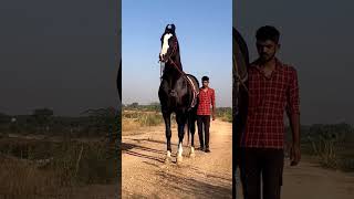 Marwari stallion Dilshan 🔥 ( Horse video ) #horse