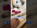 飼い主の魔の手から抱き枕?を死守する超大型犬 #shorts