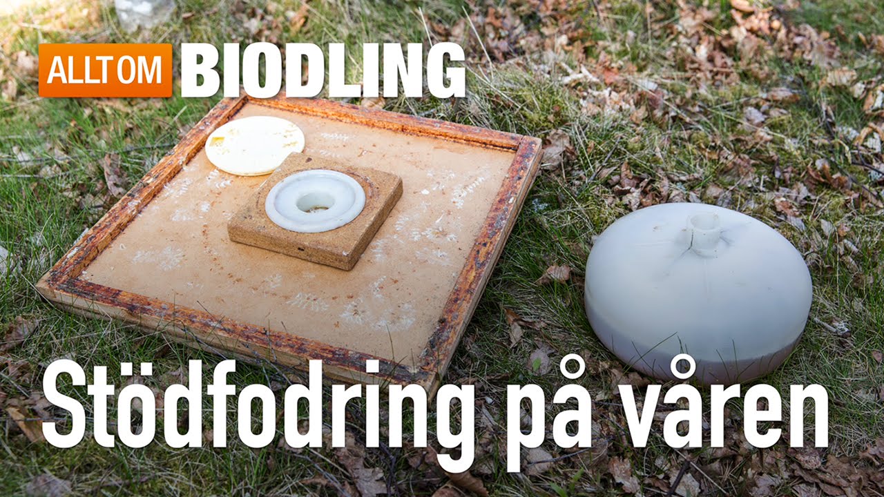 Stödfodring på våren - Biodling