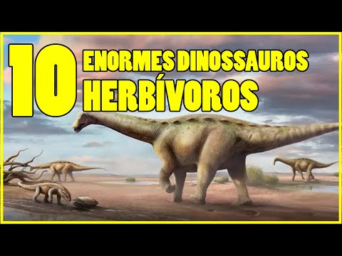 Vídeo: Como são chamados os dinossauros herbívoros?