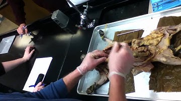 UNO - A&P II Cat Disection