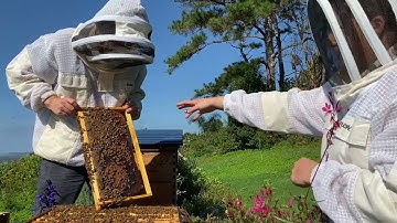Beginner brood inspection with Cedar and Mira
