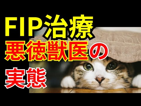 【極美品】猫の腫瘍 ねこの肥満細胞腫について | 獣医師監修 ねこ病気事典 | Toletta