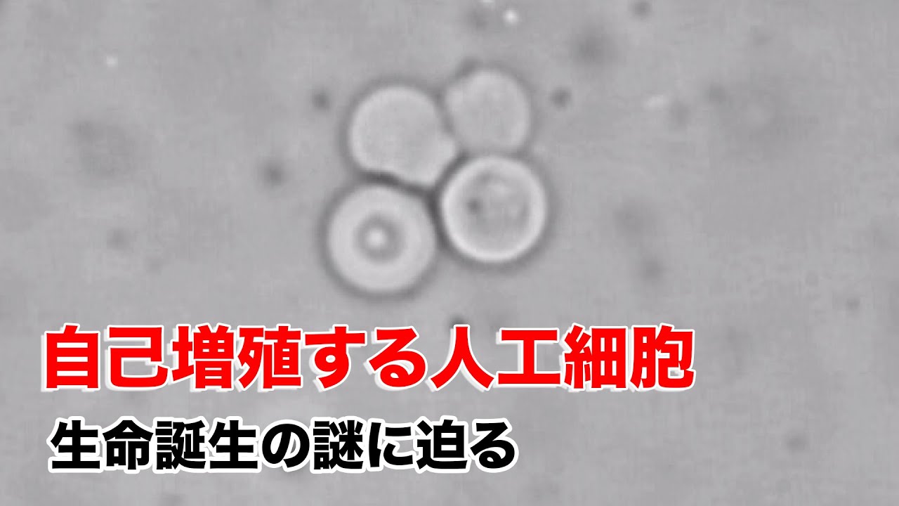 Sciencenews2016 自己増殖する人工細胞 生命誕生の謎に迫る 2016年3月2日配信 Youtube